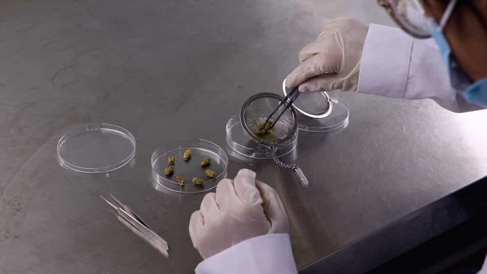 Evaluating the Effect of Pesticides on the Larvae of the Solitary Bees