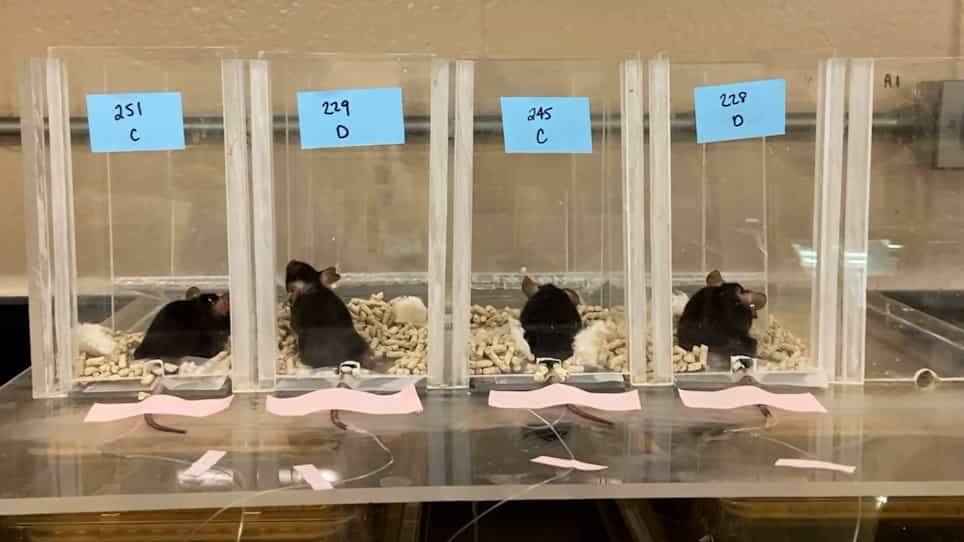Evaluation of Hepatic Glucose Production in a Polycystic Ovary Syndrome Mouse Model