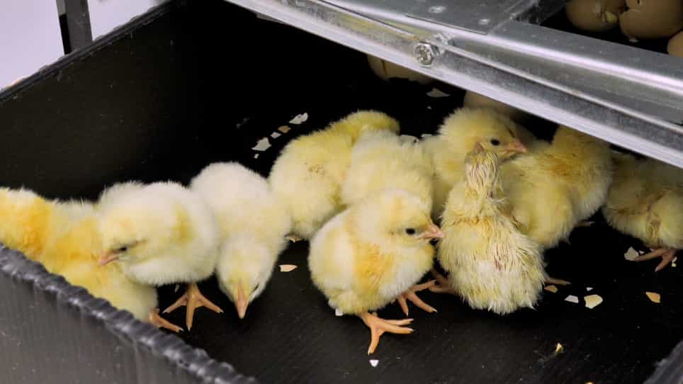 In Ovo Feeding of Commercial Broiler Eggs: An Accurate and Reproducible Method to Affect Muscle Development and Growth