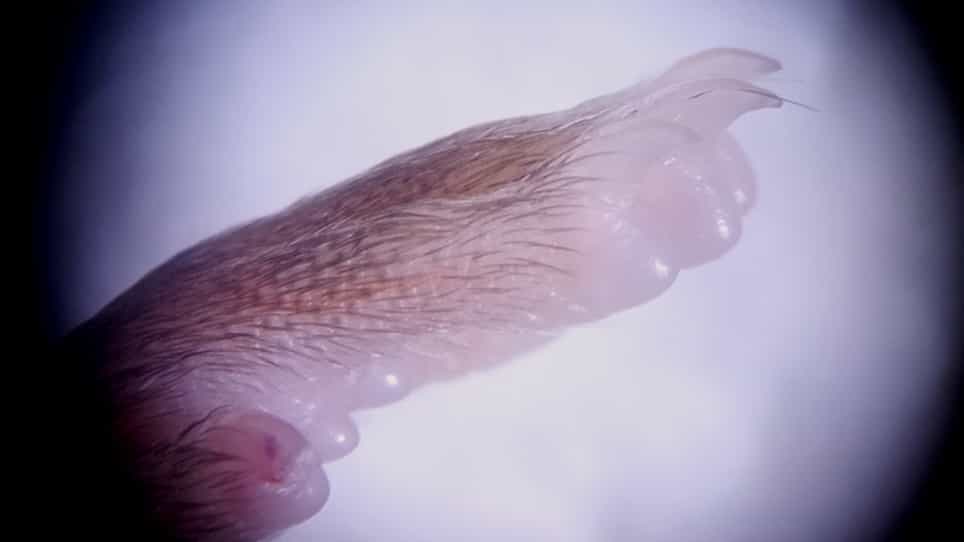 Sample Preparation for Computed Tomography-based Three-dimensional Visualization of Murine Hind-limb Vessels