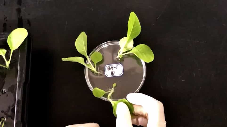 Screening of Tobacco Genotypes for Phytophthora nicotianae Resistance