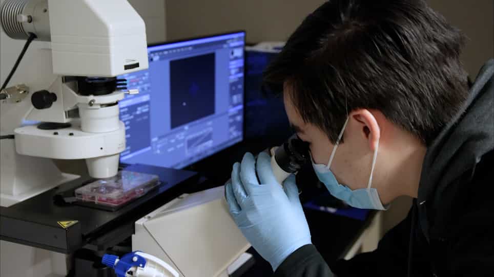 Area-based Image Analysis Algorithm for Quantification of Macrophage-fibroblast Cocultures