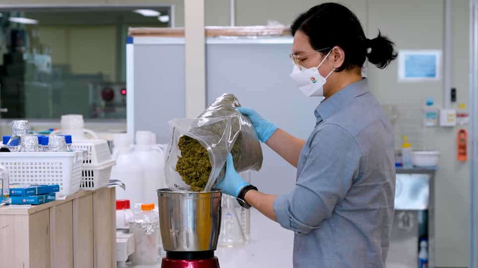 Ultrasonic-Assisted Extraction of Cannabidiolic Acid from Cannabis Biomass