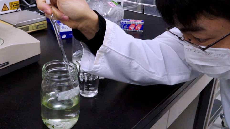 Measuring Photophysiology of Attached Stage of Colacium sp. by a Cuvette-Type Fast Repetition Rate Fluorometer