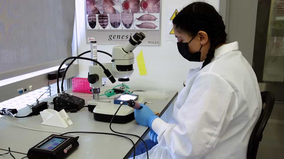 Drosophila melanogaster Larva Injection Protocol