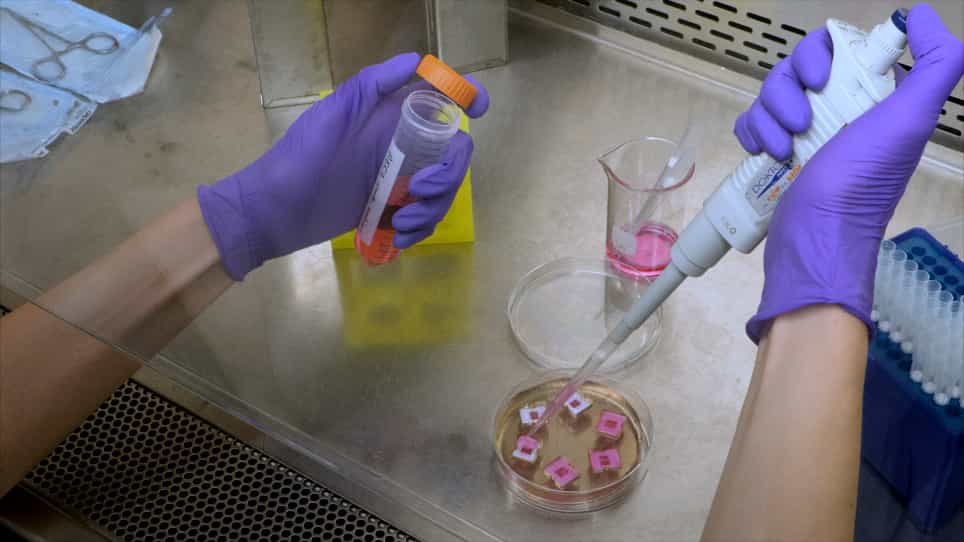 Engineered Lung Tissues Prepared from Decellularized Lung Slices