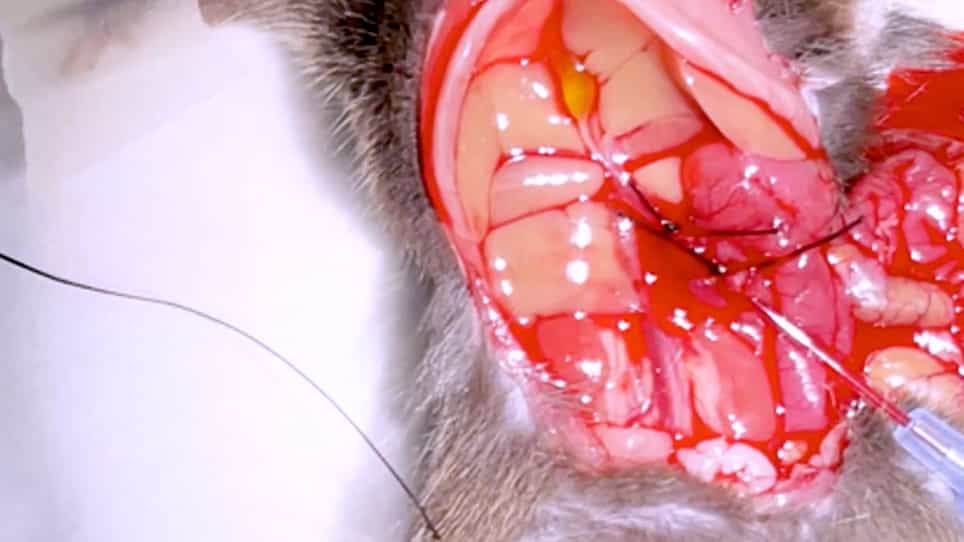 Ex Vivo Hepatic Perfusion Through the Portal Vein in Mouse