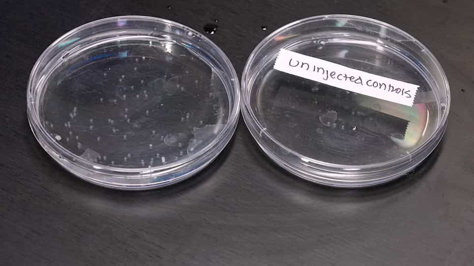 Determining the Role of Maternally-Expressed Genes in Early Development with Maternal Crispants
