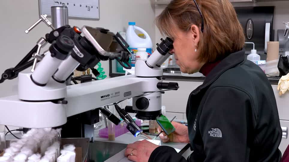 Stimulating and Analyzing Adult Neurogenesis in the Drosophila Central Brain