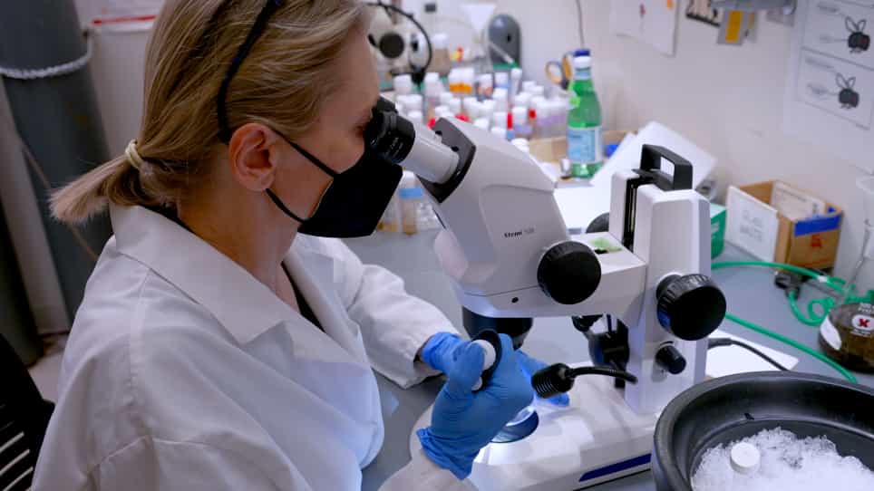 Neural Stem Cell Reactivation in Cultured Drosophila Brain Explants