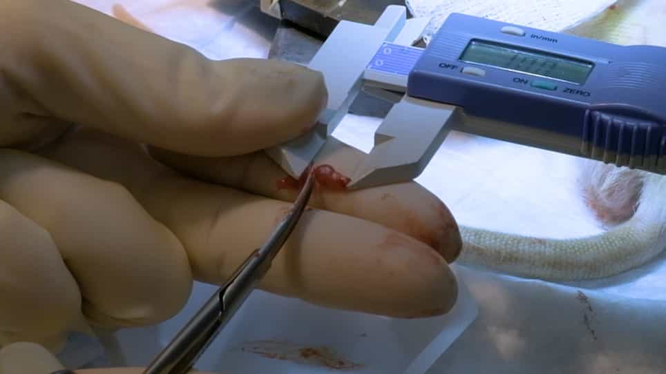 The Muscle Cuff Regenerative Peripheral Nerve Interface for the Amplification of Intact Peripheral Nerve Signals