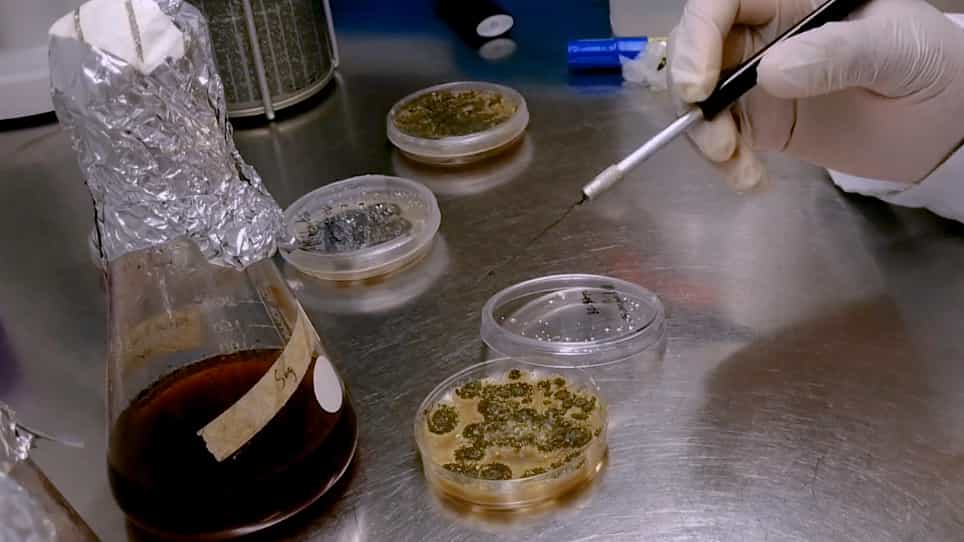 Mass Production of Entomopathogenic Fungi, Metarhizium robertsii and Metarhizium pinghaense, for Commercial Application Against Insect Pests