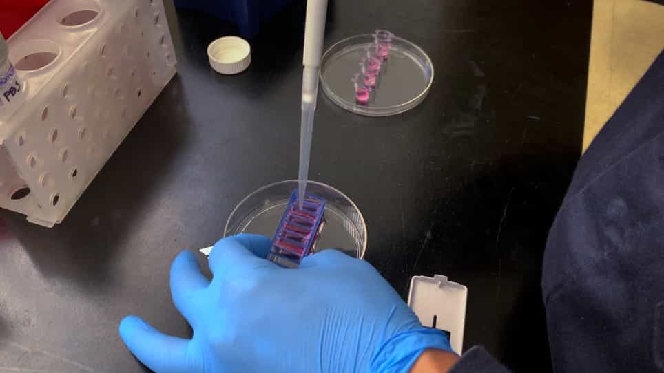 Modeling Paracrine Noncanonical Wnt Signaling In Vitro