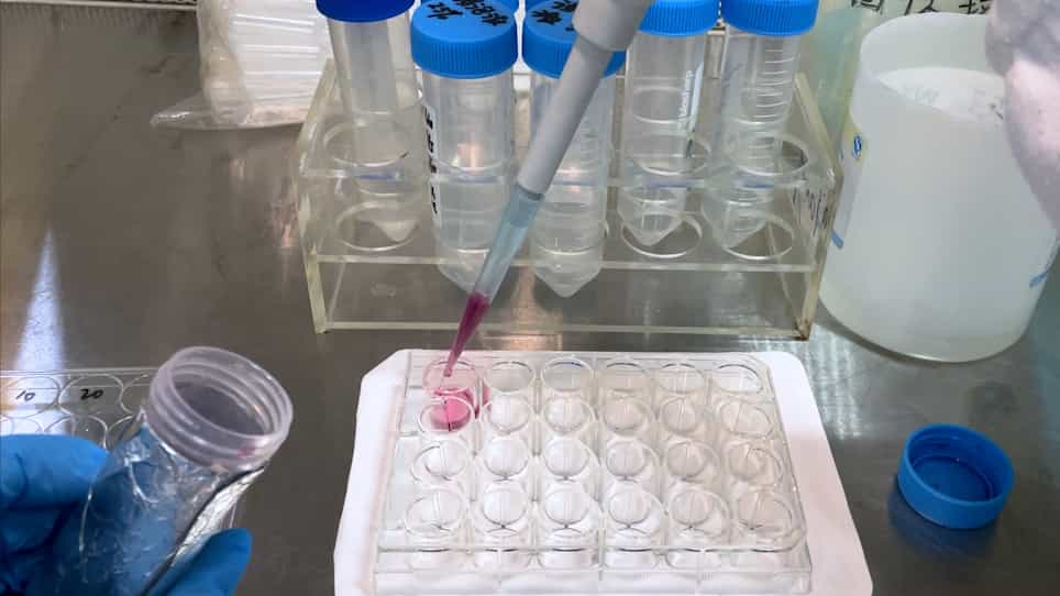 Using Alizarin Red Staining to Detect Chemically Induced Bone Loss in Zebrafish Larvae