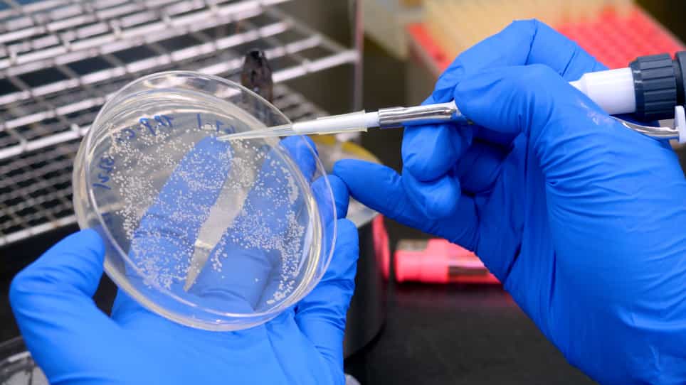 Purification of Endogenous Drosophila Transient Receptor Potential Channels