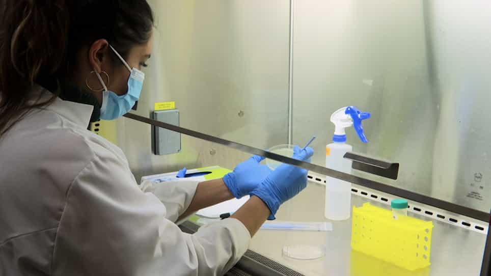 Effective Oral RNA Interference RNAi Administration to Adult Anopheles gambiae Mosquitoes