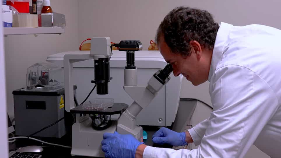 Characterization of Blood Outgrowth Endothelial Cells (BOEC) from Porcine Peripheral Blood