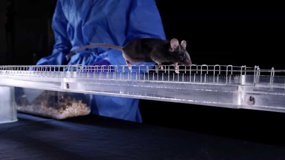 Analyzing the Parkinson's Disease Mouse Model Induced by Adeno-associated Viral Vectors Encoding Human α-Synuclein