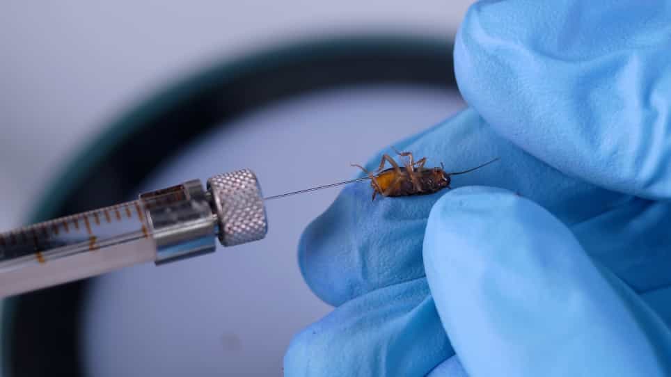 Applications of RNA Interference in American Cockroach