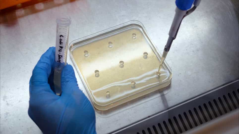 Quantifying Bacterial Surface Swarming Motility on Inducer Gradient Plates