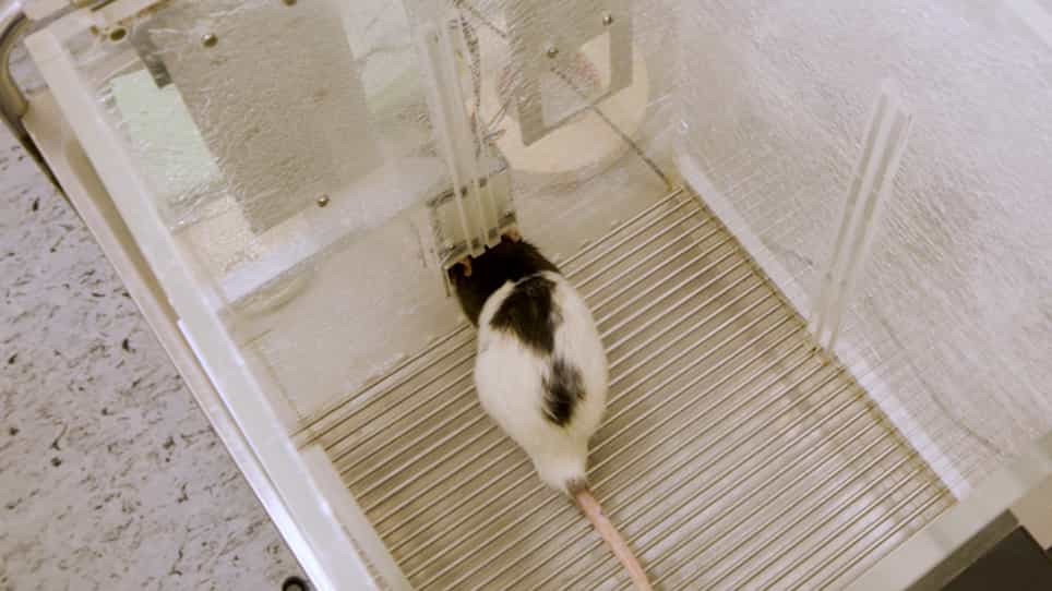An Open-Source, Fully Customizable 5-Choice Serial Reaction Time Task Toolbox for Automated Behavioral Training of Rodents
