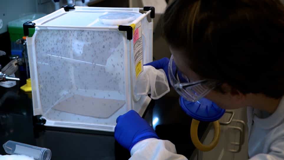 Topical Application Bioassay to Quantify Insecticide Toxicity for Mosquitoes and Fruit Flies