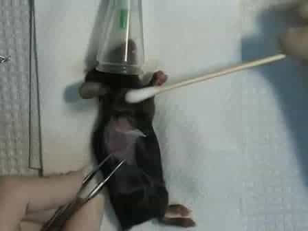 Murine Skin Transplantation