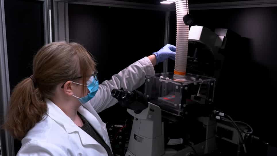 A Label-Free Segmentation Approach for Intravital Imaging of Mammary Tumor Microenvironment