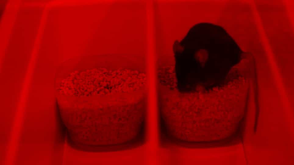 Assessment of Mouse Judgment Bias through an Olfactory Digging Task