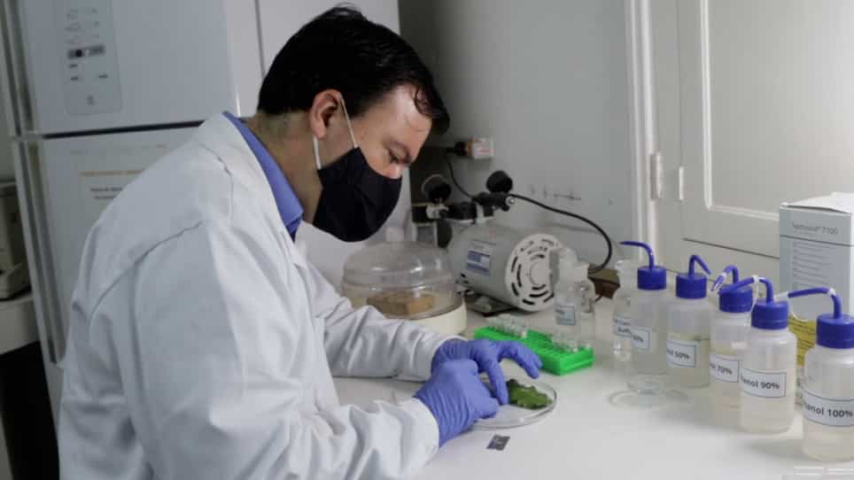 Double-Staining Method to Detect Pectin in Plant-Fungus Interaction