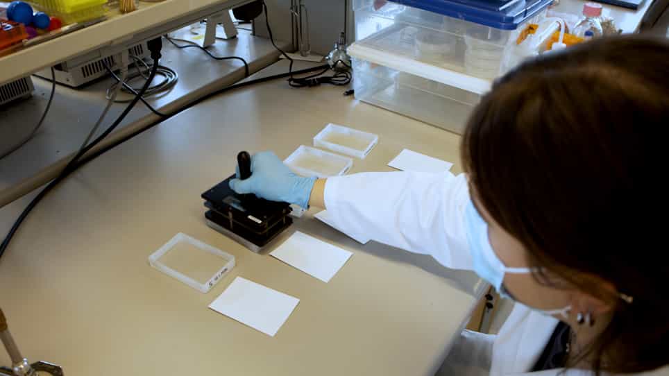 Culturing and Screening the Plant Parasitic Nematode Ditylenchus dipsaci
