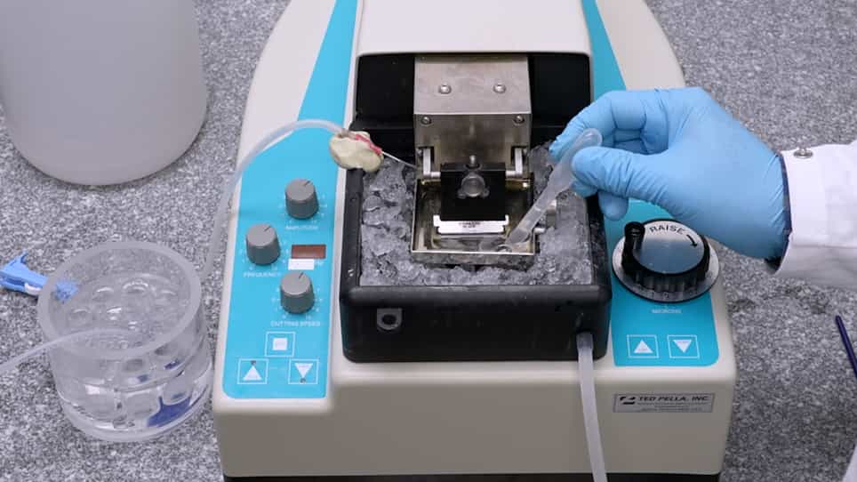 Slicing the Embryonic Chicken Auditory Brainstem to Evaluate Tonotopic Gradients and Microcircuits