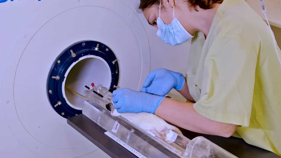 In vivo Positron Emission Tomography to Reveal Activity Patterns Induced by Deep Brain Stimulation in Rats