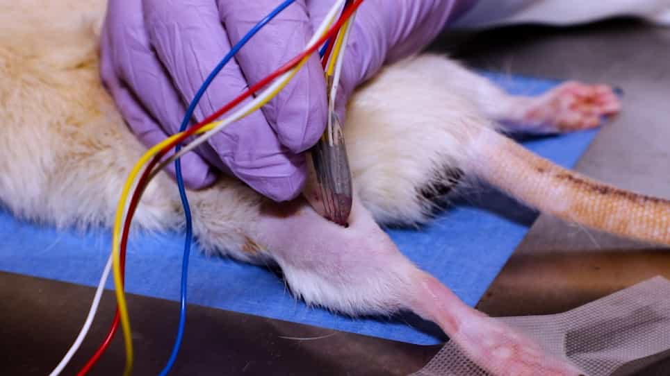Performing In Vivo and Ex Vivo Electrical Impedance Myography in Rodents