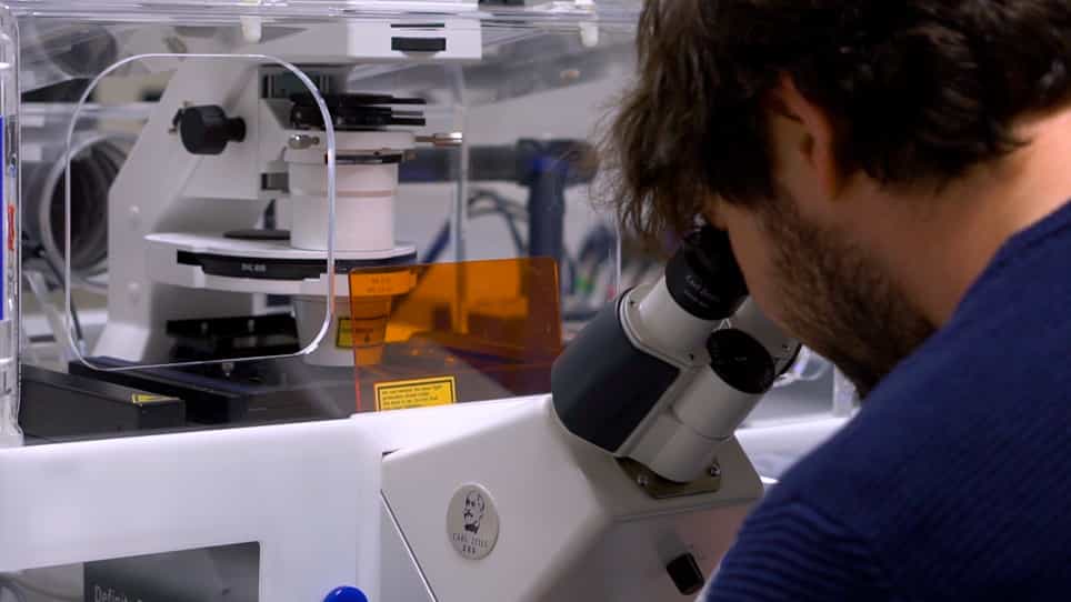 Targeted Laser Ablation in the Embryo of Saccharina latissima