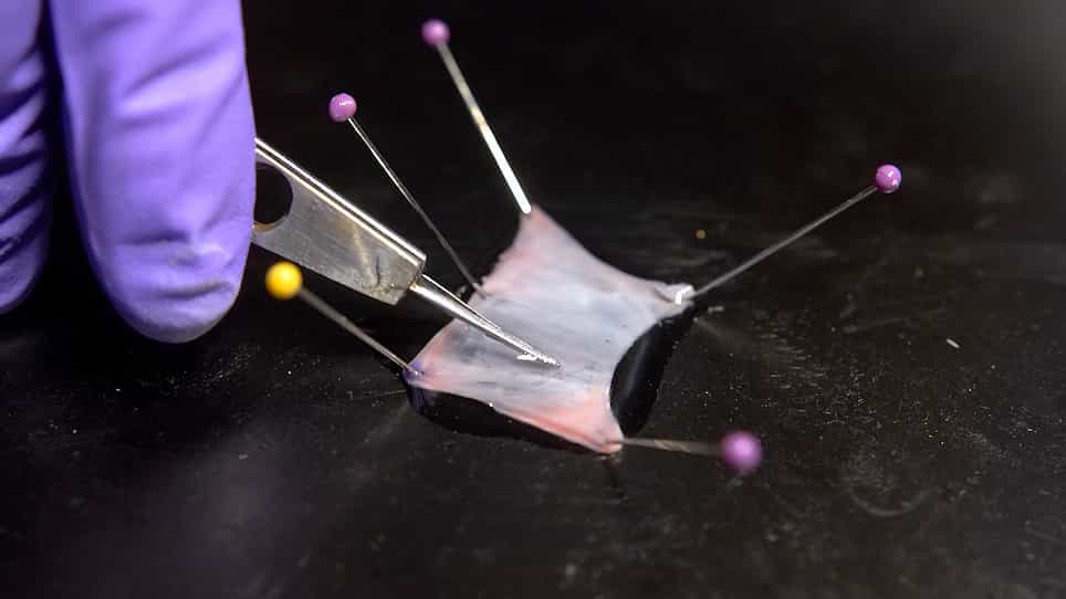 Layer Microdissection of Tricuspid Valve Leaflets for Biaxial Mechanical Characterization and Microstructural Quantification