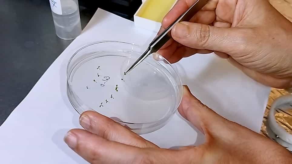 Atomic Force Microscopy to Study the Physical Properties of Epidermal Cells of Live Arabidopsis Roots