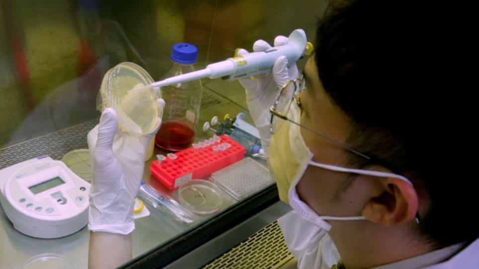 Rose Bengal-Mediated Photodynamic Therapy to Inhibit Candida albicans