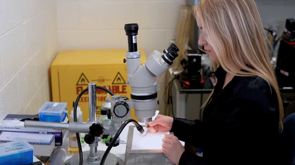 Construction of Local Field Potential Microelectrodes for in vivo Recordings from Multiple Brain Structures Simultaneously