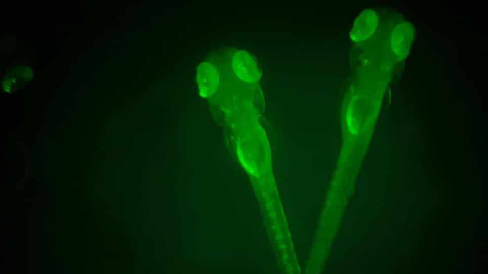 Nitroreductase/Metronidazole-Mediated Ablation and a MATLAB Platform RpEGEN for Studying Regeneration of the Zebrafish Retinal Pigment Epithelium