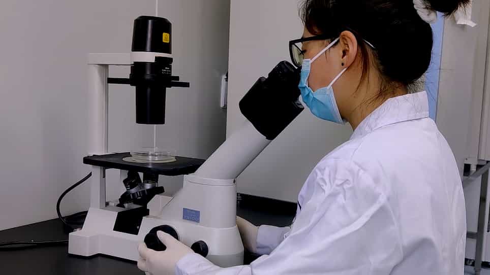 Detecting Wolbachia Strain wAlbB in Aedes albopictus Cell Lines