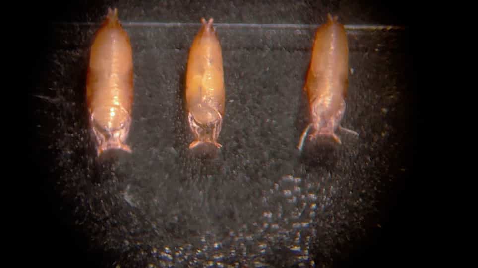 Dissecting, Fixing, and Visualizing the Drosophila Pupal Notum