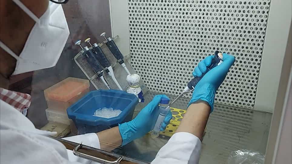 Characterizing Salmonella Typhimurium-induced Septic Peritonitis in Mice
