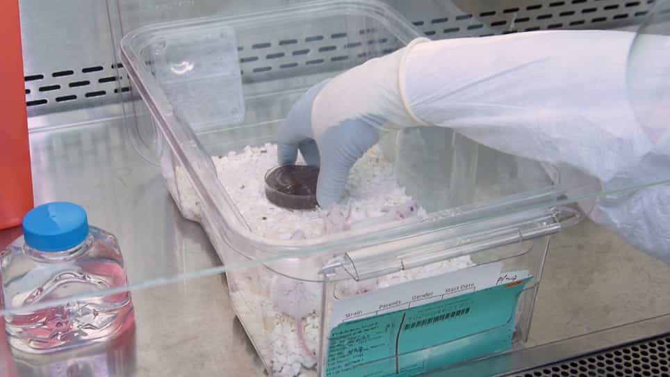 Oral Combinational Antiretroviral Treatment in HIV-1 Infected Humanized Mice