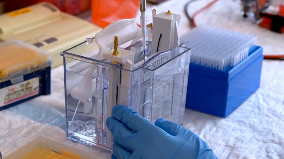 CRISPR Gene Editing Tool for MicroRNA Cluster Network Analysis