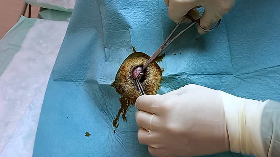 Intravitreal Injections in the Ovine Eye