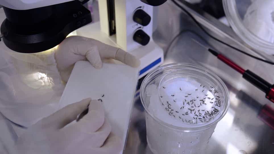 Experimental Viral Infection in Adult Mosquitoes by Oral Feeding and Microinjection