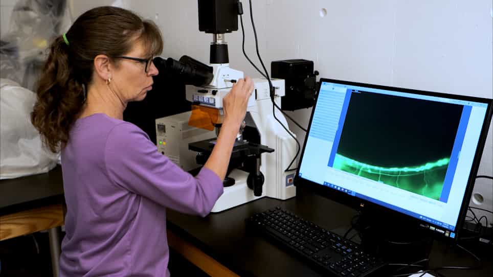 Examining the Effect of Pesticides on Caenorhabditis elegans Neurons