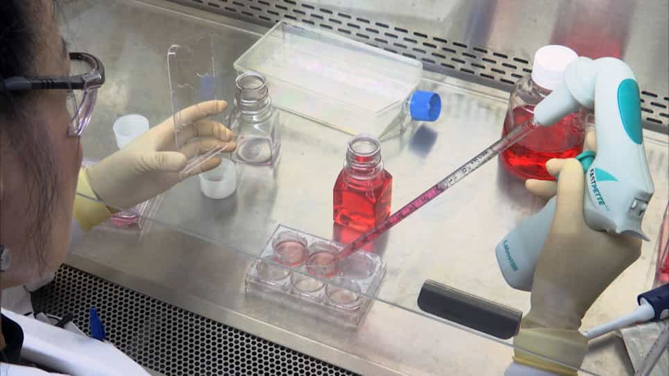 The Caco-2 Cell Bioassay for Measurement of Food Iron Bioavailability