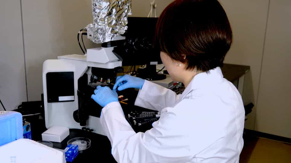Reactivation of Demembranated Cell Models in Chlamydomonas reinhardtii
